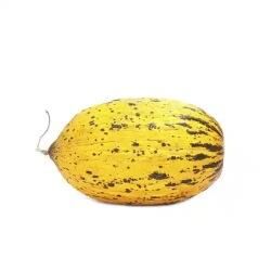 MNV KAVUN SÜHEYLA KG